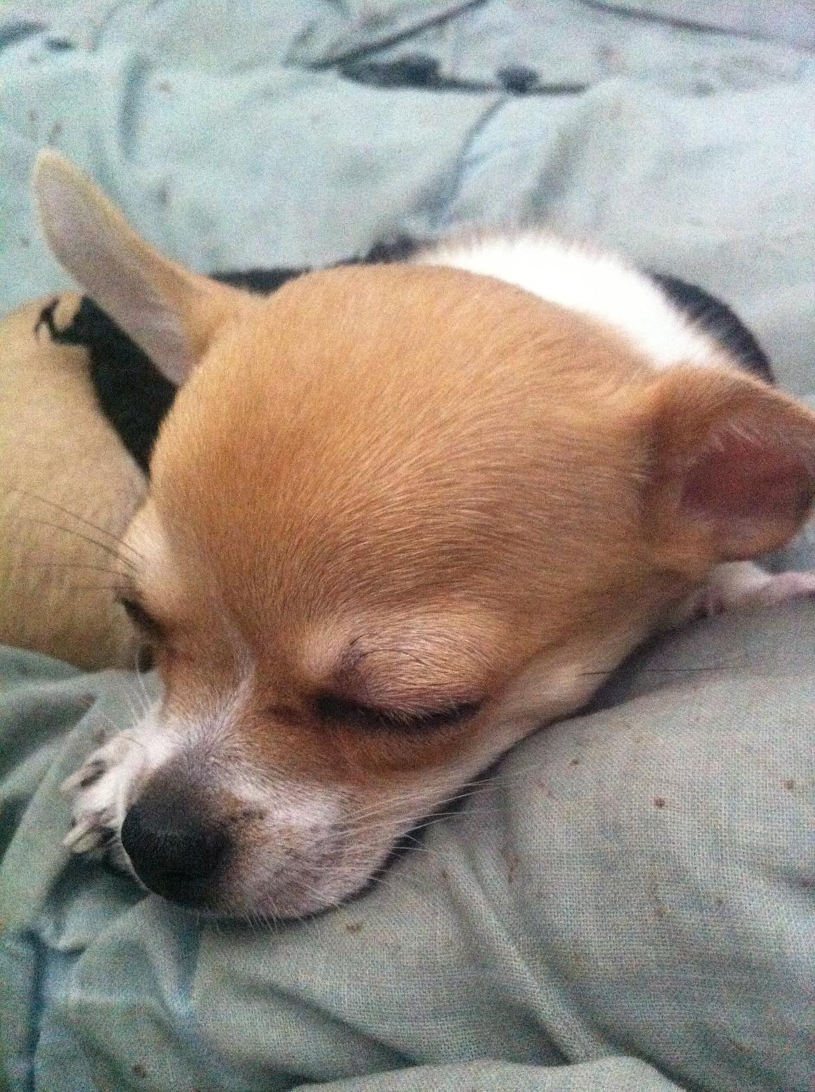 Chihuahua Ramos billede 2