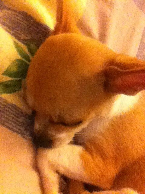 Chihuahua Ramos billede 3