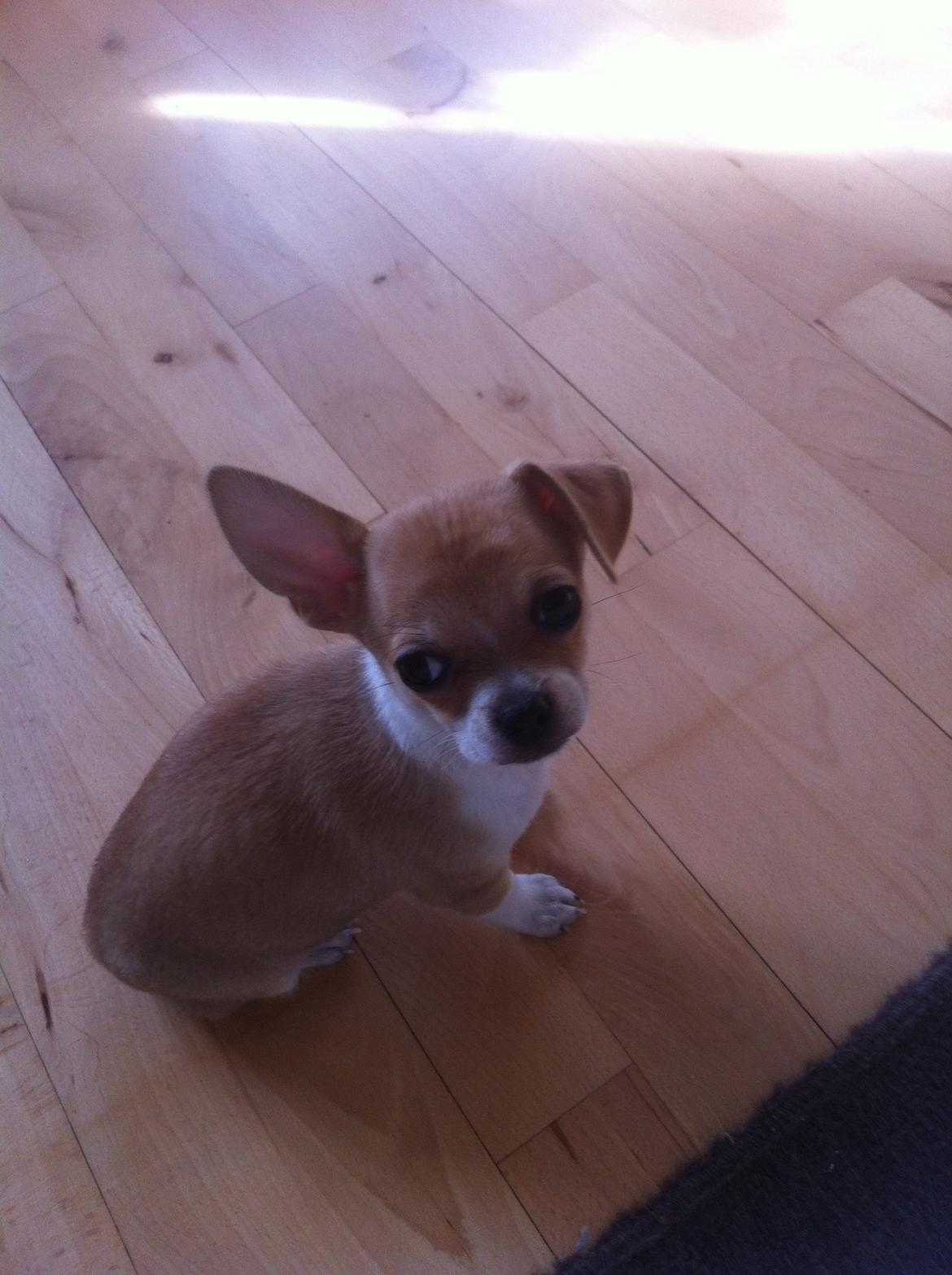 Chihuahua Ramos billede 4