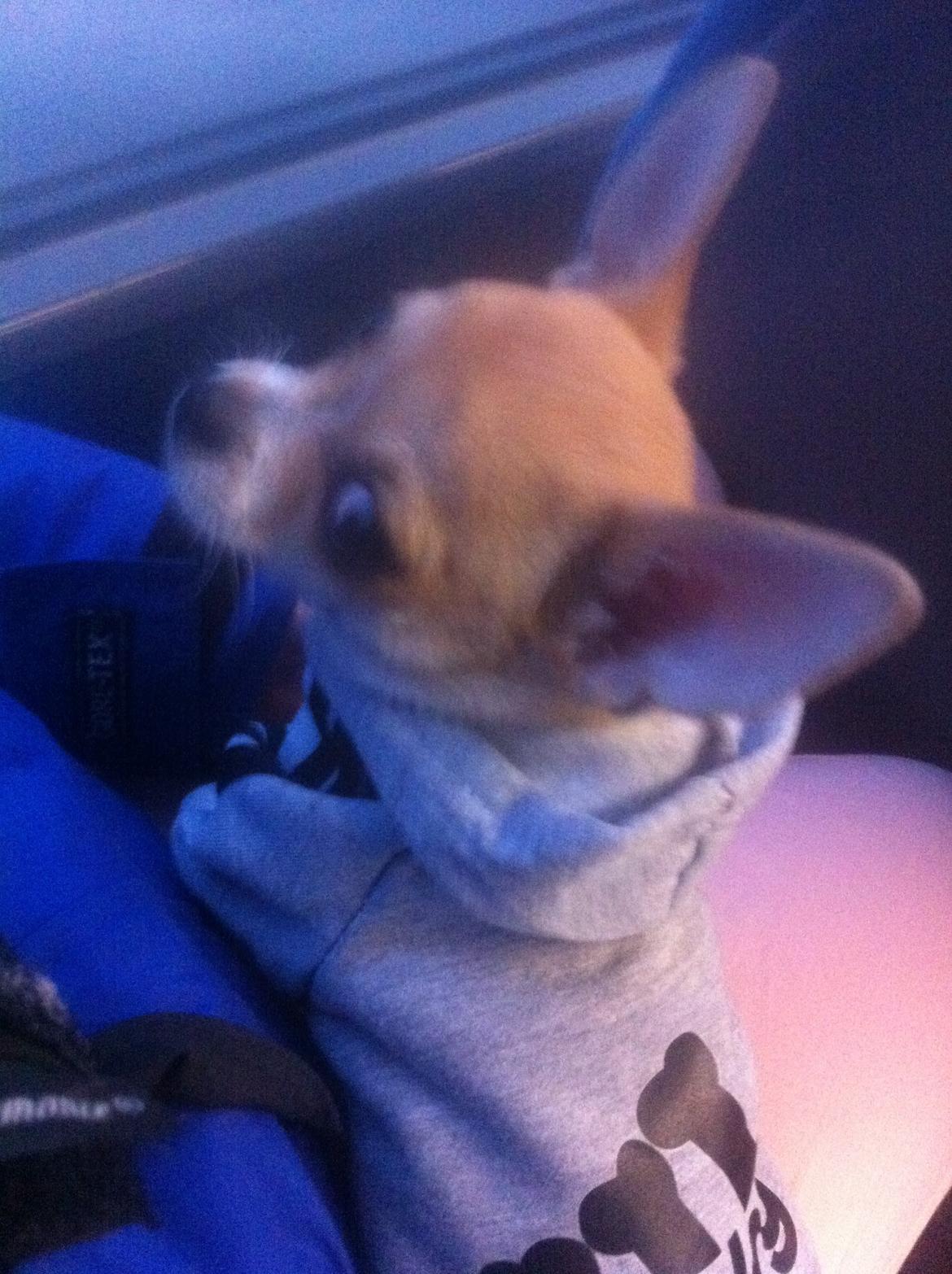 Chihuahua Ramos billede 5