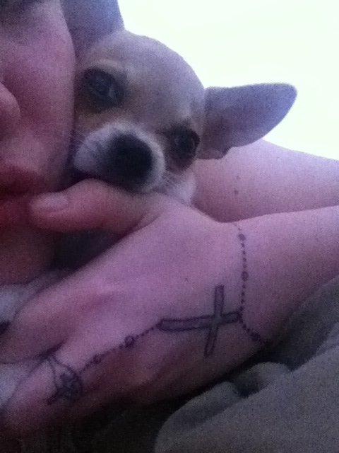 Chihuahua Ramos billede 6