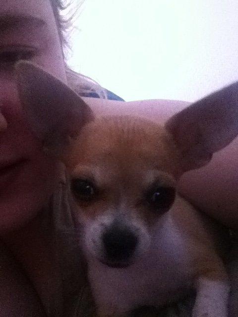 Chihuahua Ramos billede 7