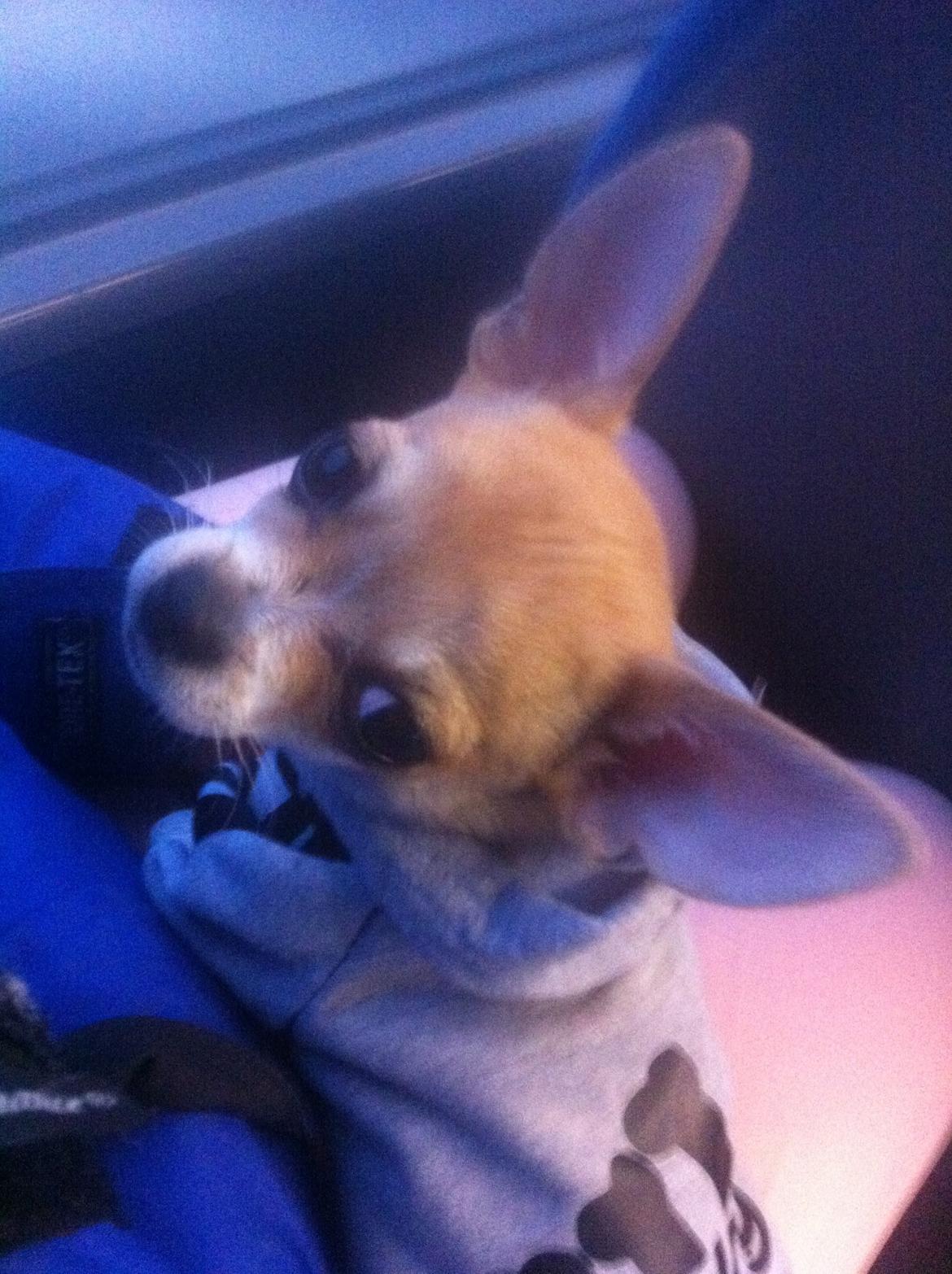 Chihuahua Ramos billede 8