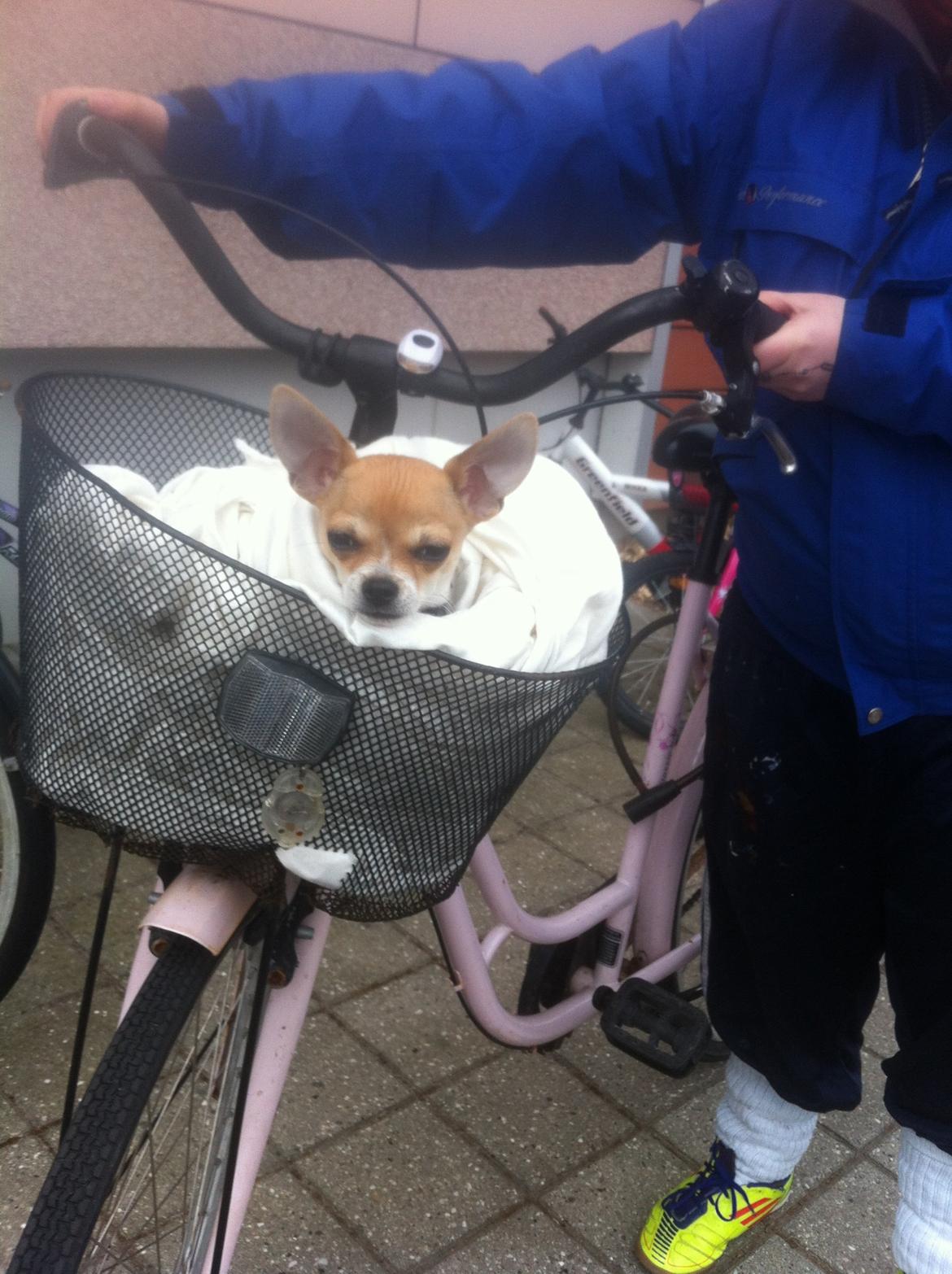 Chihuahua Ramos billede 9