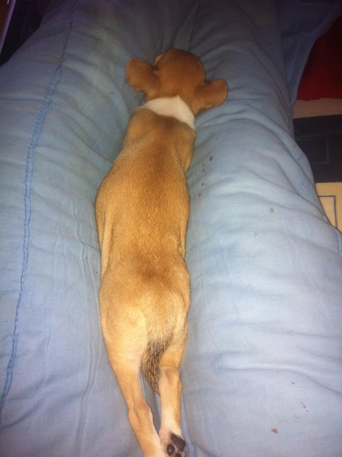 Chihuahua Ramos billede 10