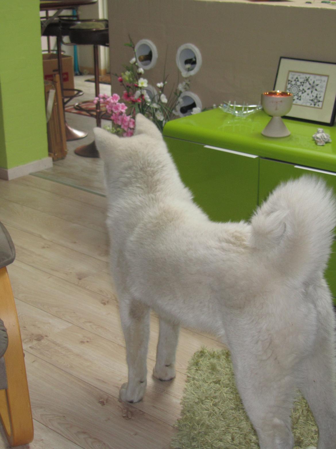 Akita inu L' Myôrô Yuki Tokimitzu billede 12