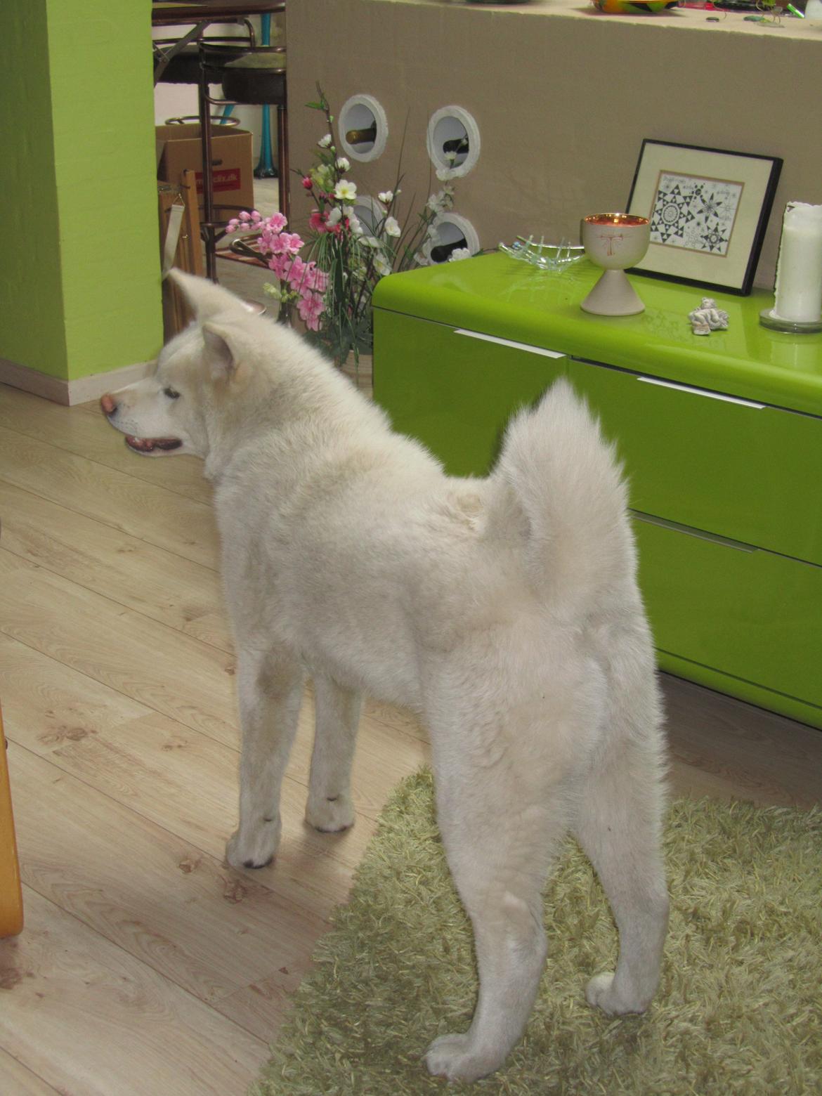 Akita inu L' Myôrô Yuki Tokimitzu billede 13