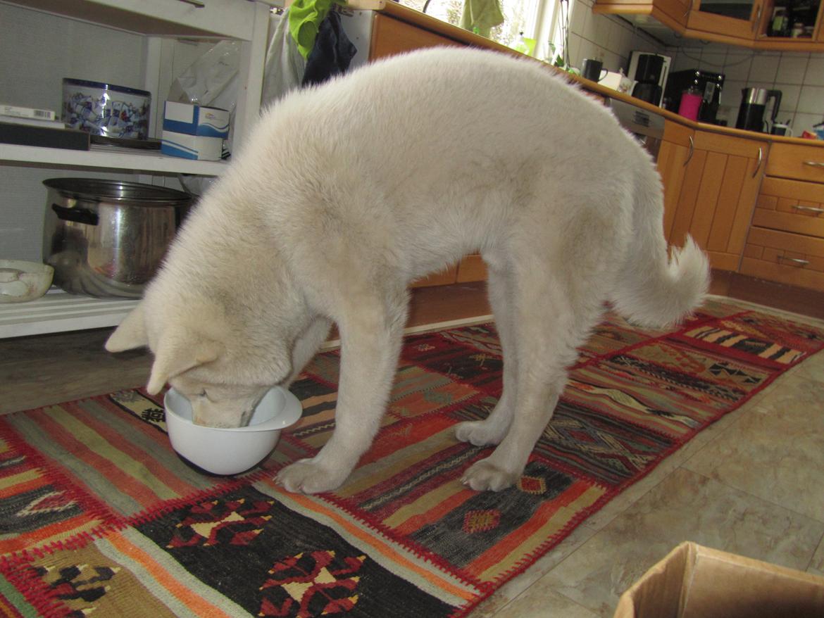 Akita inu L' Myôrô Yuki Tokimitzu billede 14