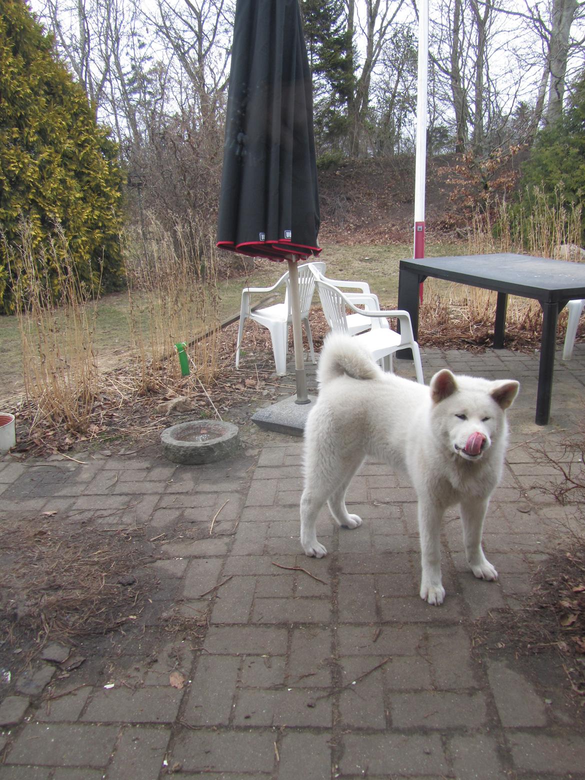 Akita inu L' Myôrô Yuki Tokimitzu billede 15