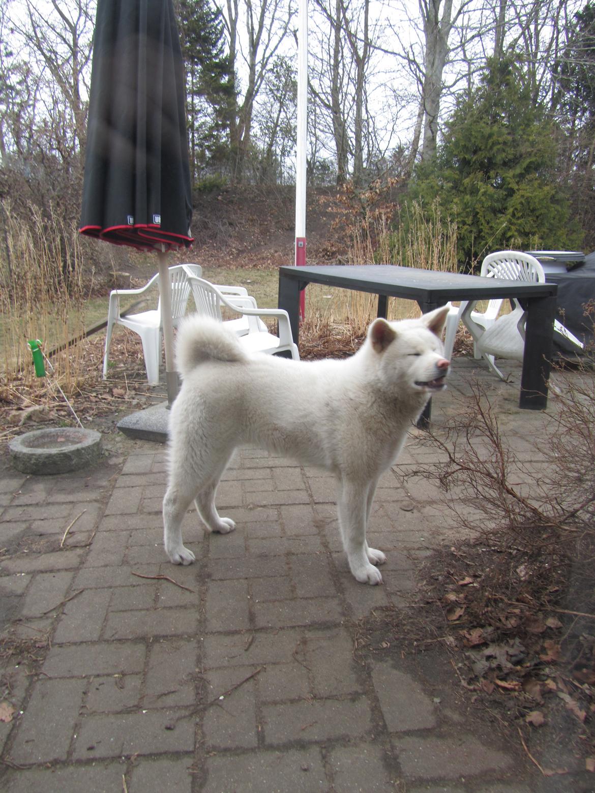 Akita inu L' Myôrô Yuki Tokimitzu billede 16