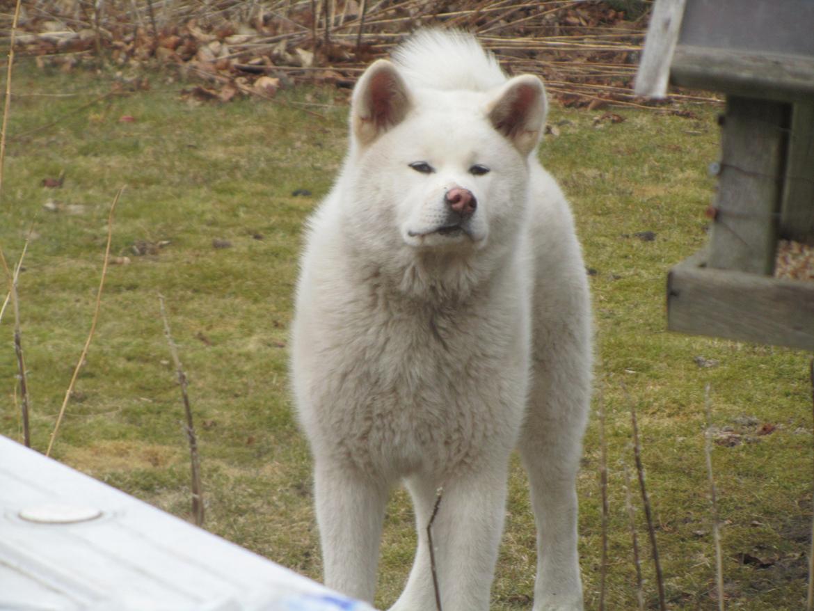 Akita inu L' Myôrô Yuki Tokimitzu billede 17