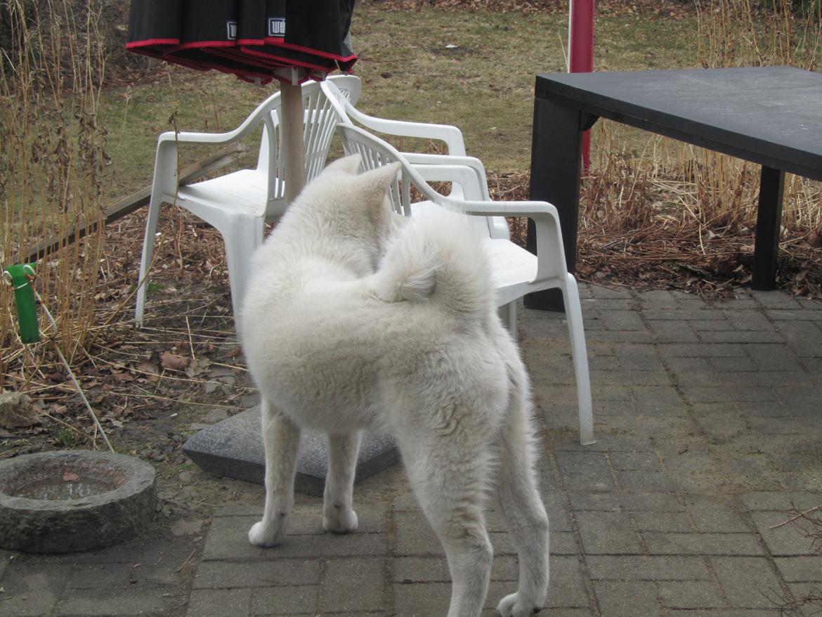 Akita inu L' Myôrô Yuki Tokimitzu billede 18