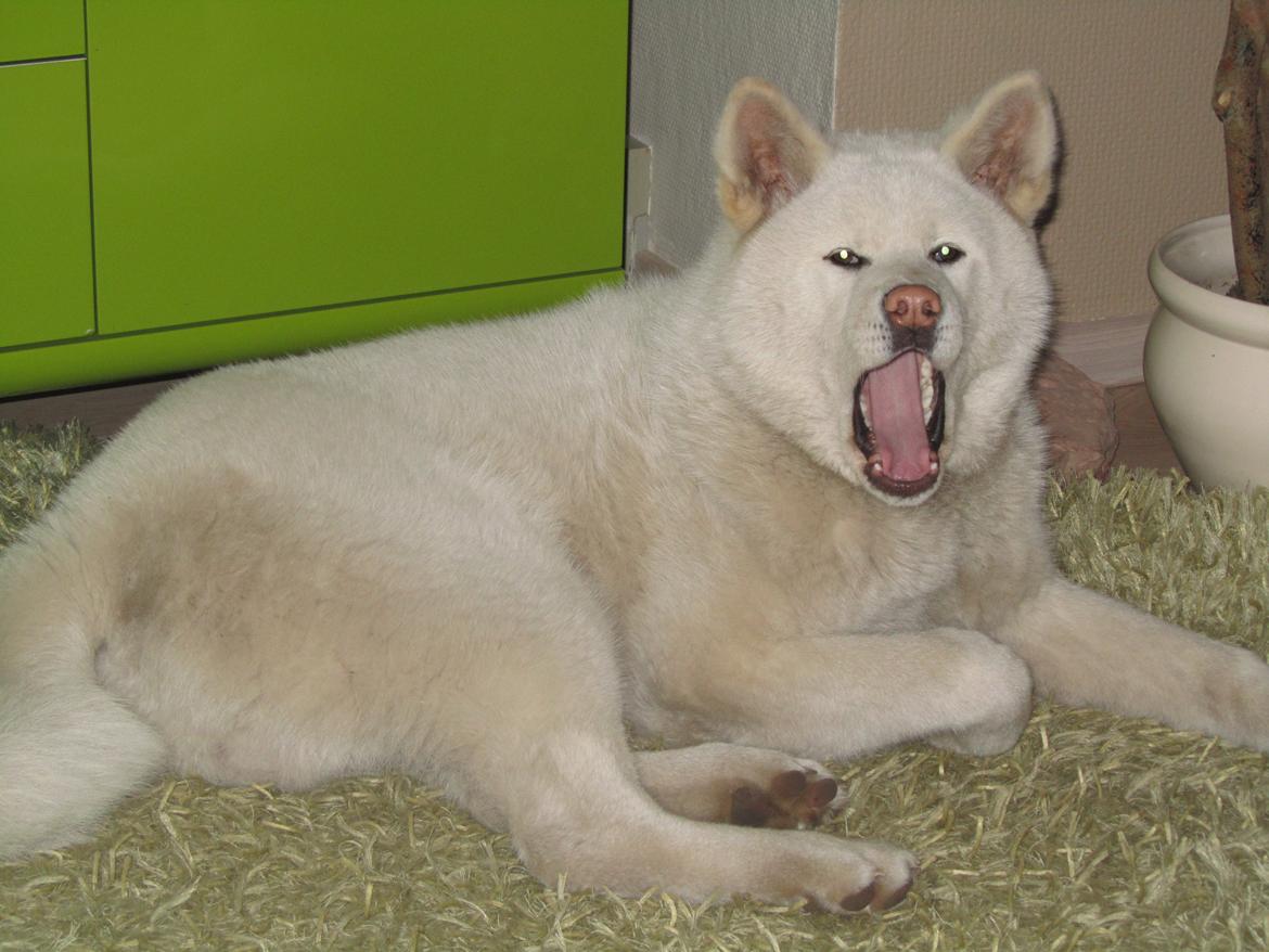Akita inu L' Myôrô Yuki Tokimitzu billede 19