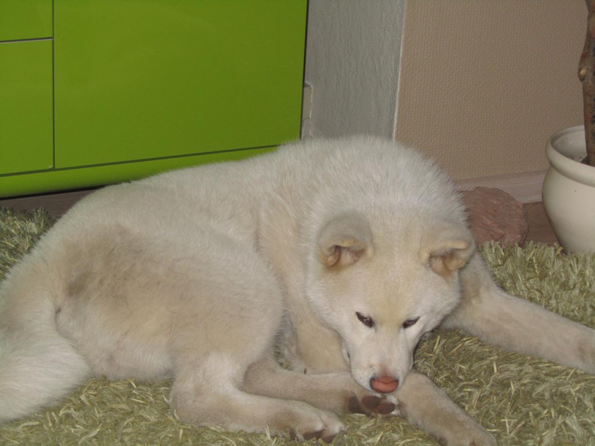 Akita inu L' Myôrô Yuki Tokimitzu billede 20