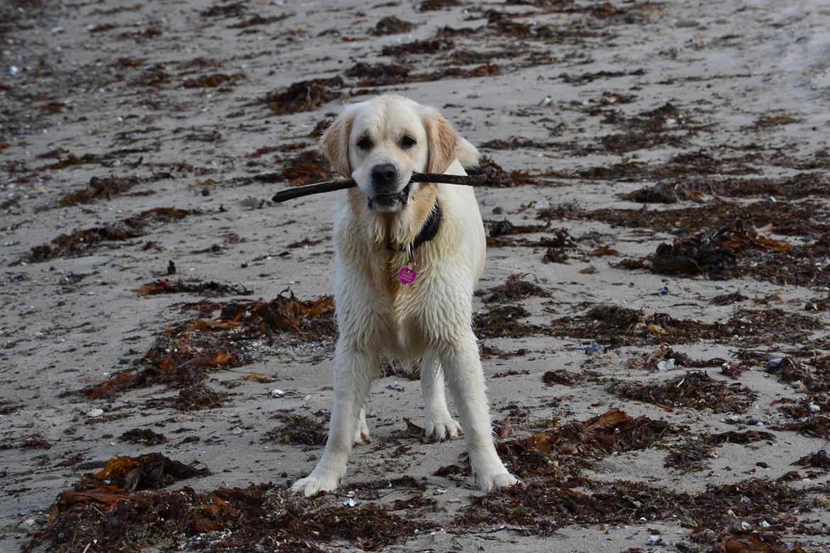 Golden retriever Bertha *Tricksdyret*<33 - Jeg er seeeeeej
Foto: Far billede 3