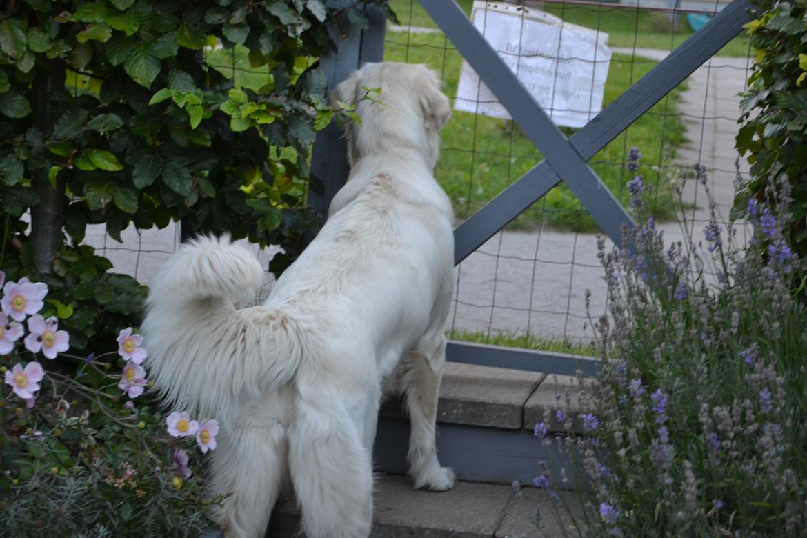Golden retriever Bertha *Tricksdyret*<33 - Heyyy hvor blev kæresten af??
Foto: Mig billede 4