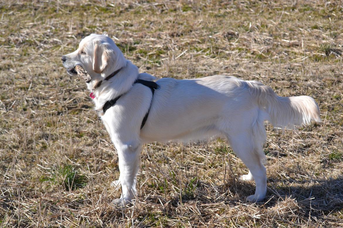 Golden retriever Bertha *Tricksdyret*<33 - Jeg er læææækkker!!!
Foto: Far billede 5