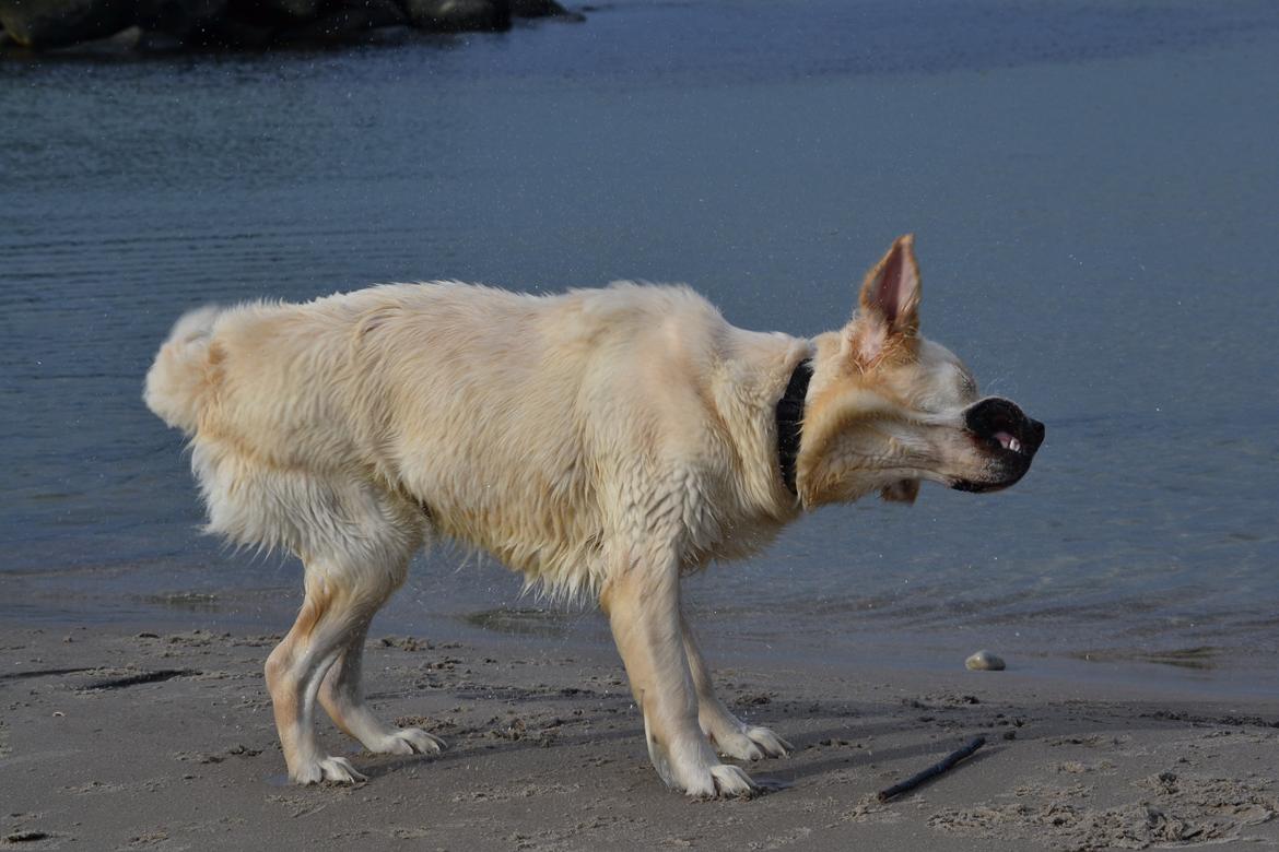 Golden retriever Bertha *Tricksdyret*<33 - Ugly Dooog!!!
Foto:Far billede 6