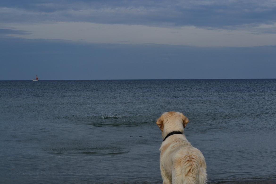 Golden retriever Bertha *Tricksdyret*<33 - Heyyy hvor er stenen??
Foto: Mor billede 7