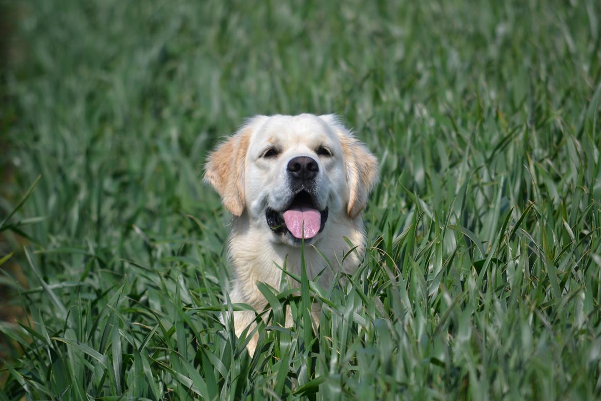 Golden retriever Bertha *Tricksdyret*<33 - Dav med dig! Mit navn er Bertha
Foto:Far billede 1
