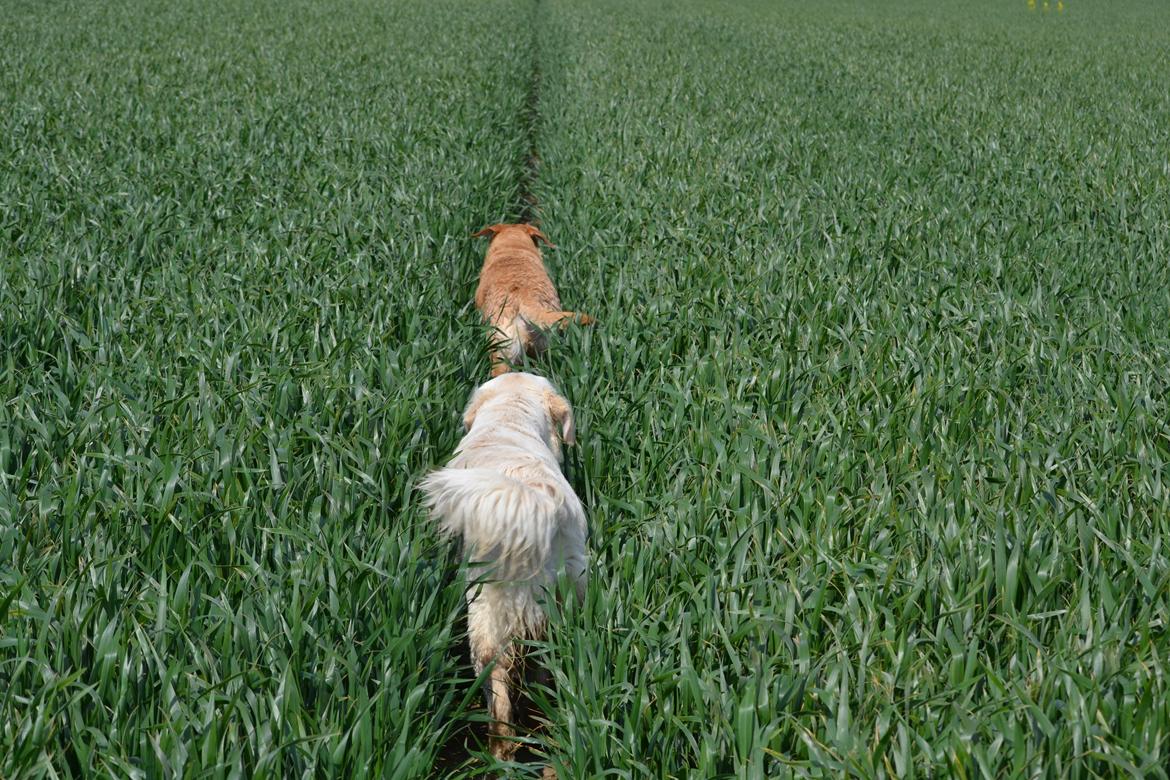 Golden retriever Bertha *Tricksdyret*<33 - Tsk Tsk selfølgelig skal jeg gå bagerst!
Foto:Far billede 8