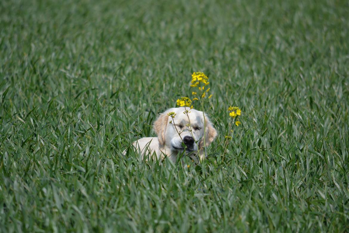 Golden retriever Bertha *Tricksdyret*<33 - Dumme blomst!
Foto: Far billede 2
