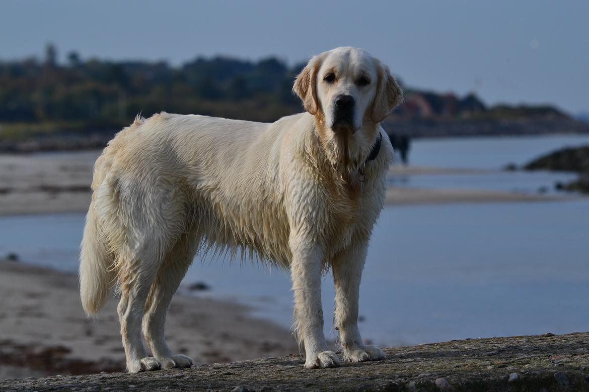 Golden retriever Bertha *Tricksdyret*<33 - Jaaa. lækker dét er jeg!!!
Foto:Far billede 10