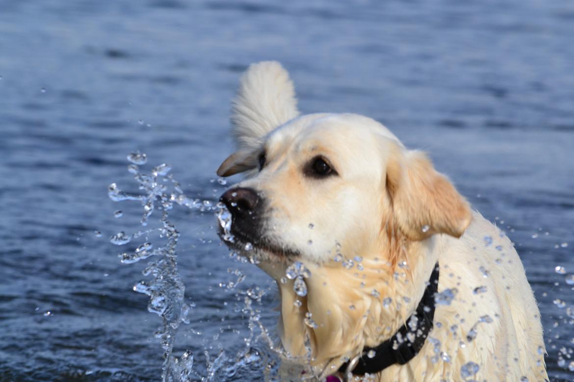 Golden retriever Bertha *Tricksdyret*<33 - Vaaaaand!!:-)
Læg en kommentar billede 11