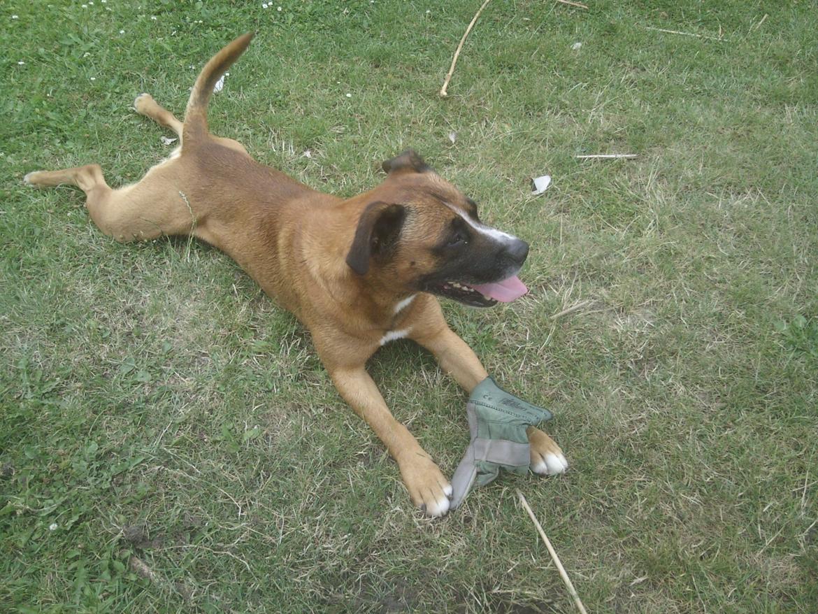 Blanding af racer Simba billede 1