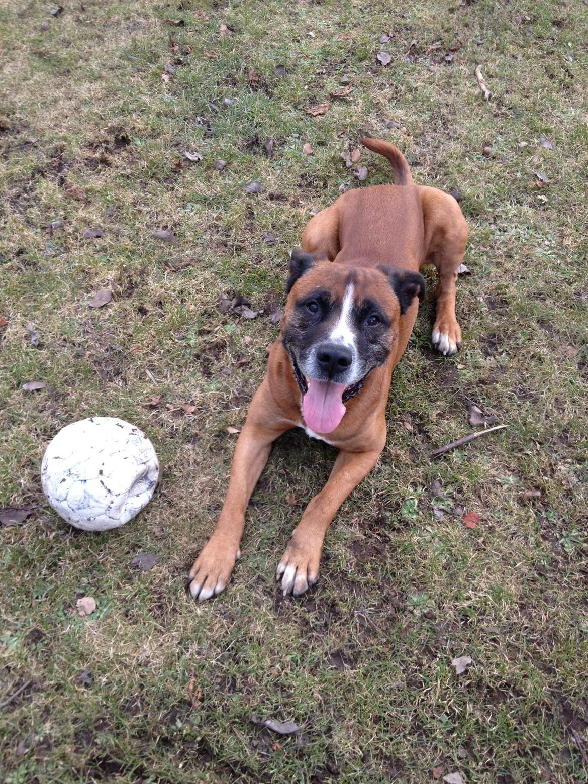 Blanding af racer Simba billede 2