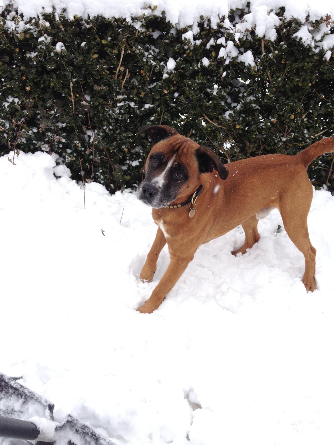 Blanding af racer Simba billede 5