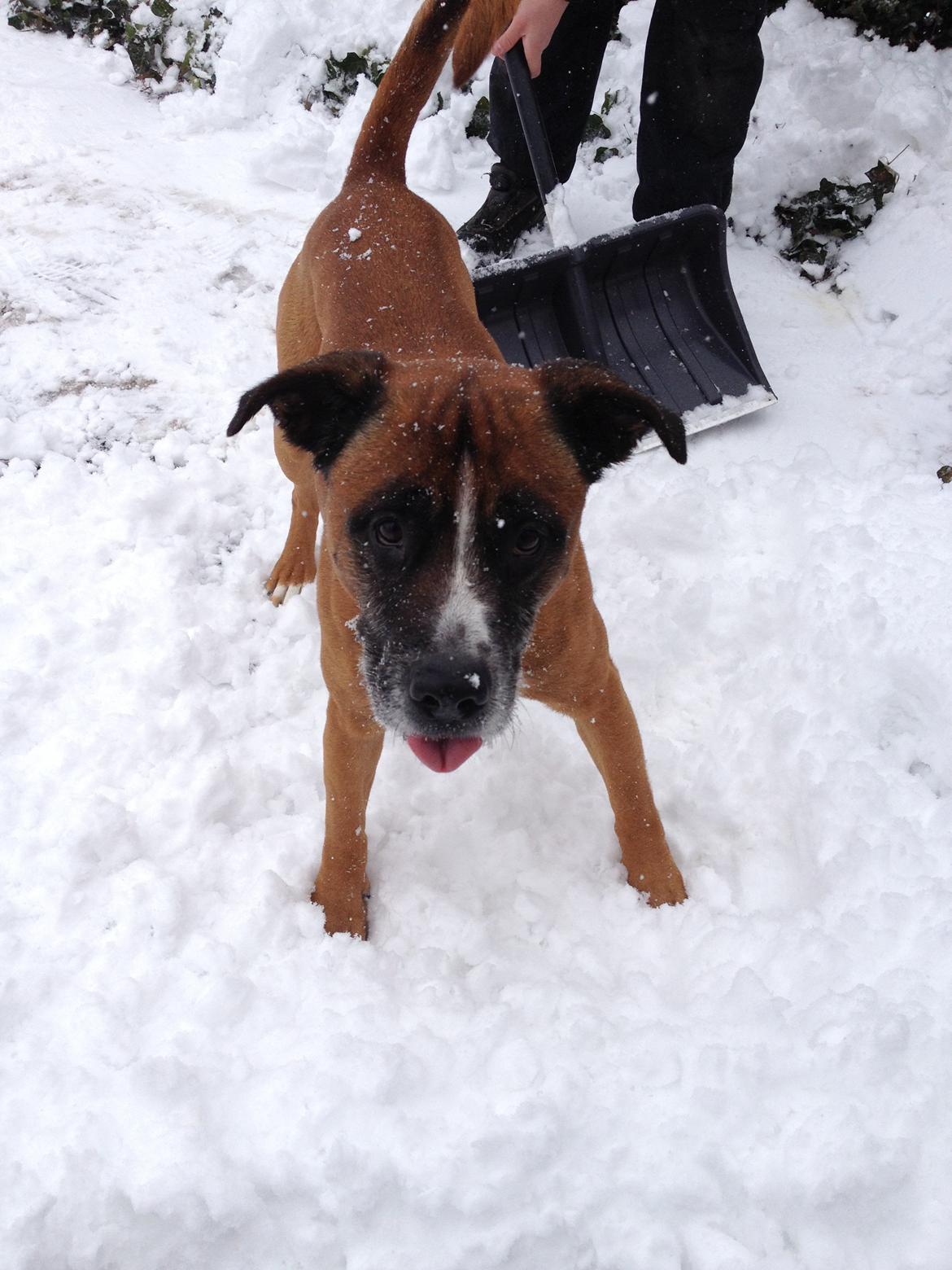 Blanding af racer Simba billede 6