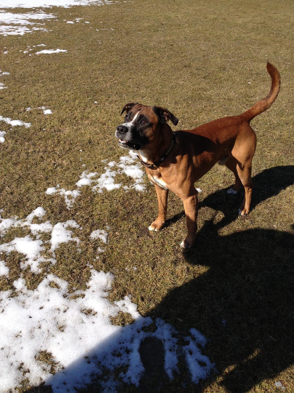 Blanding af racer Simba billede 8