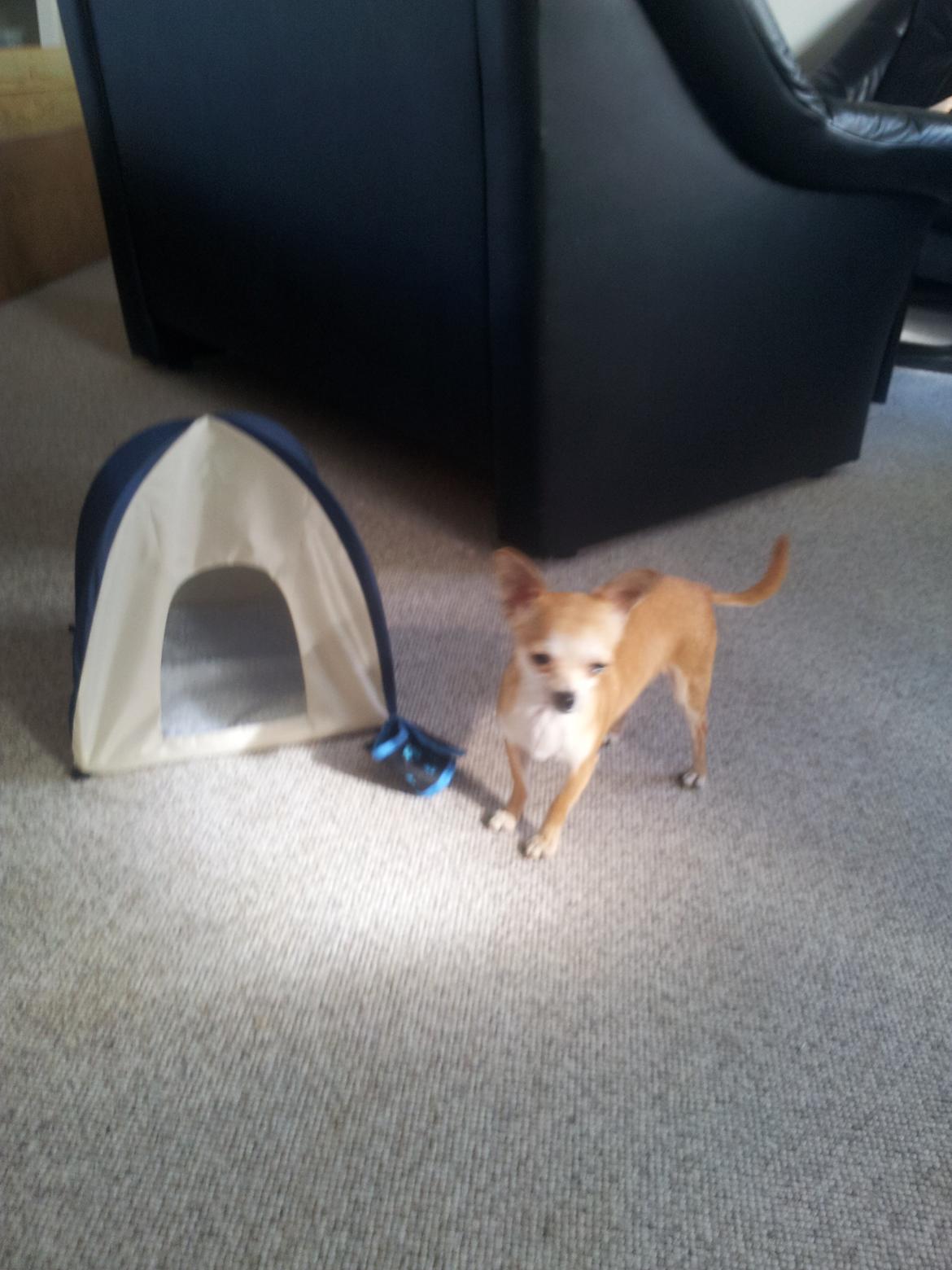 Chihuahua Rolf - Rolf med sit nye telt. Han glæder sig til det bliver sommer billede 7