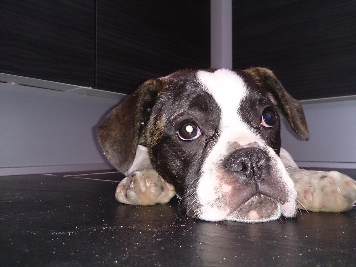 Blanding af racer Alma    (Frengle) billede 1