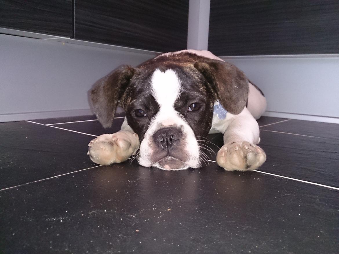 Blanding af racer Alma    (Frengle) billede 2