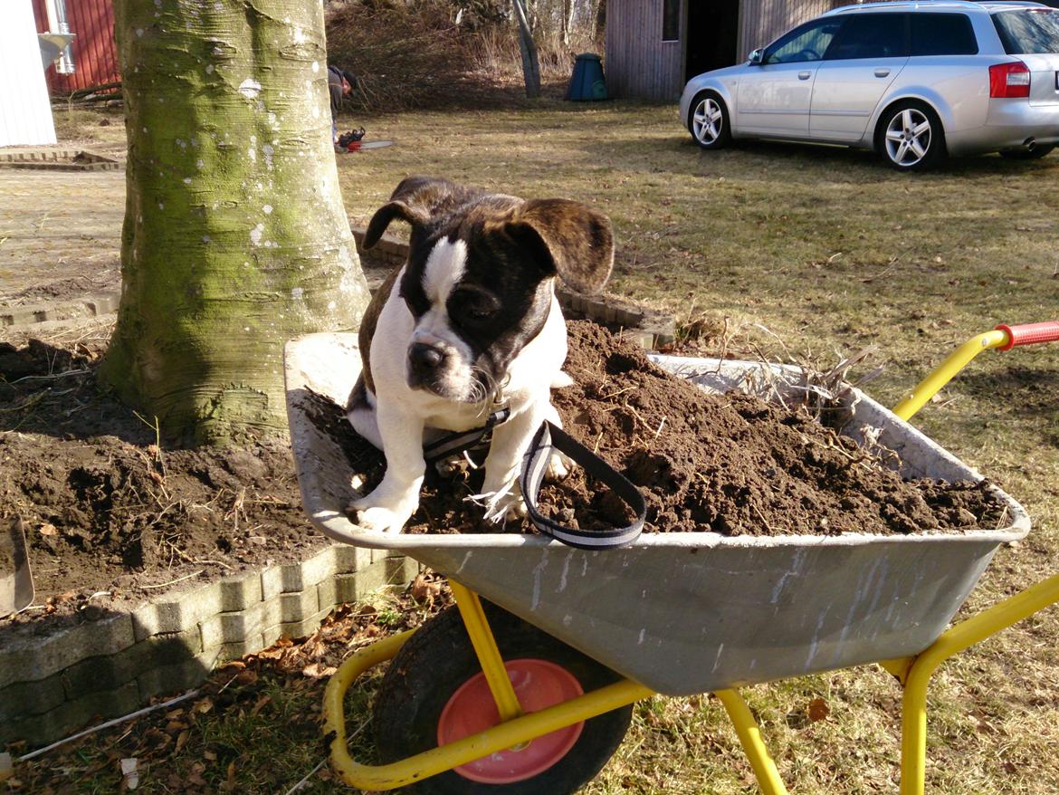 Blanding af racer Alma    (Frengle) billede 3