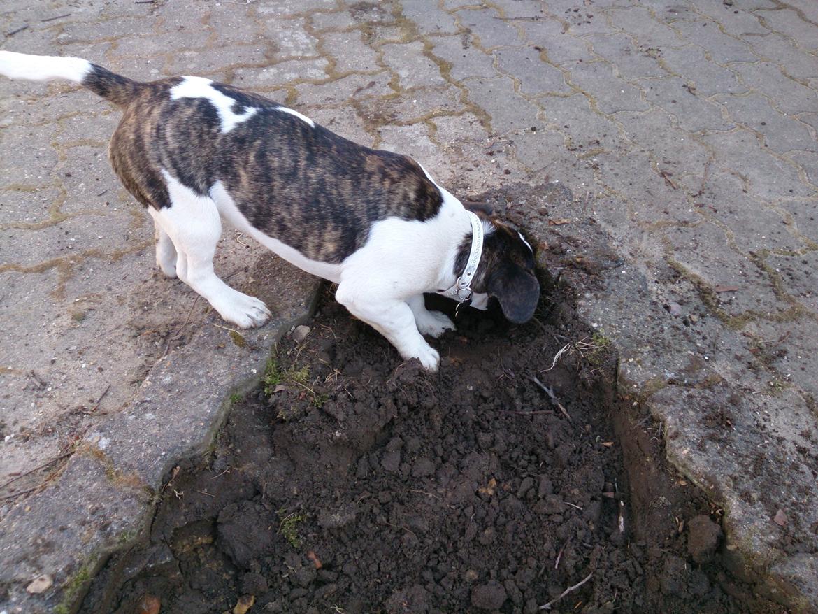 Blanding af racer Alma    (Frengle) billede 4