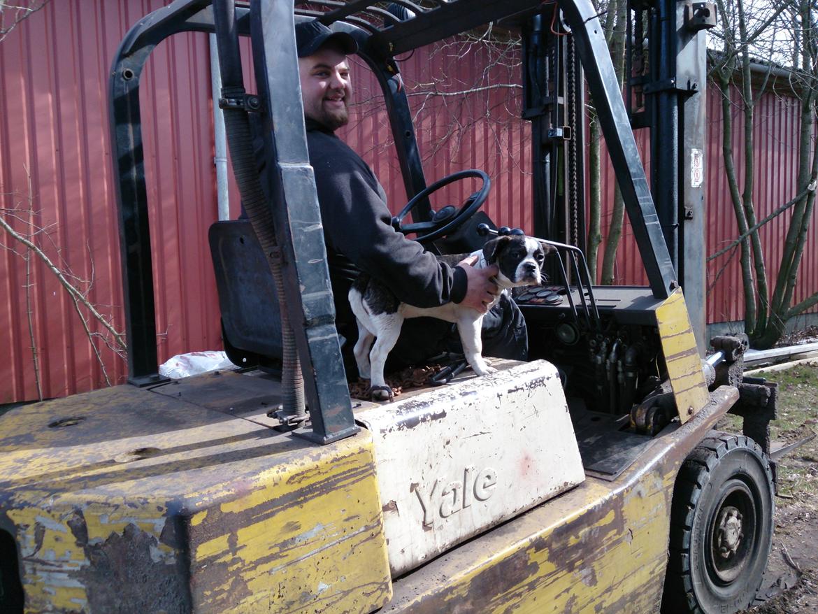 Blanding af racer Alma    (Frengle) billede 5