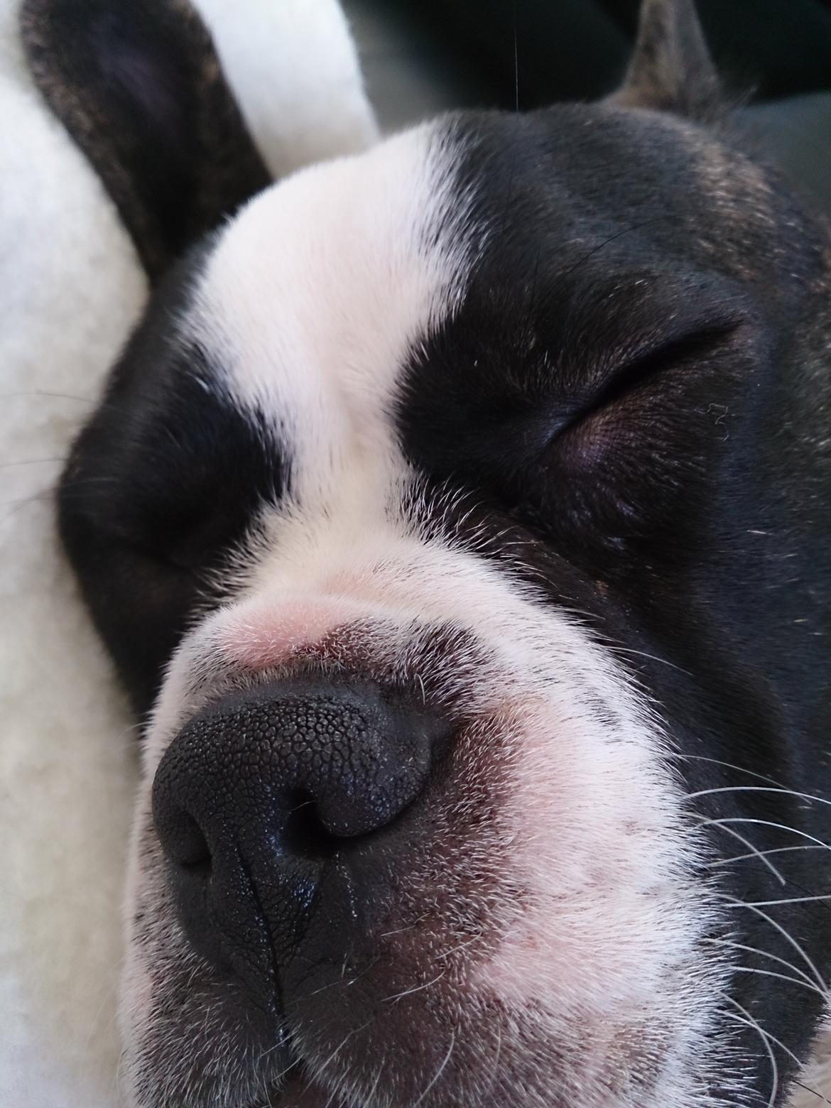 Blanding af racer Alma    (Frengle) billede 6