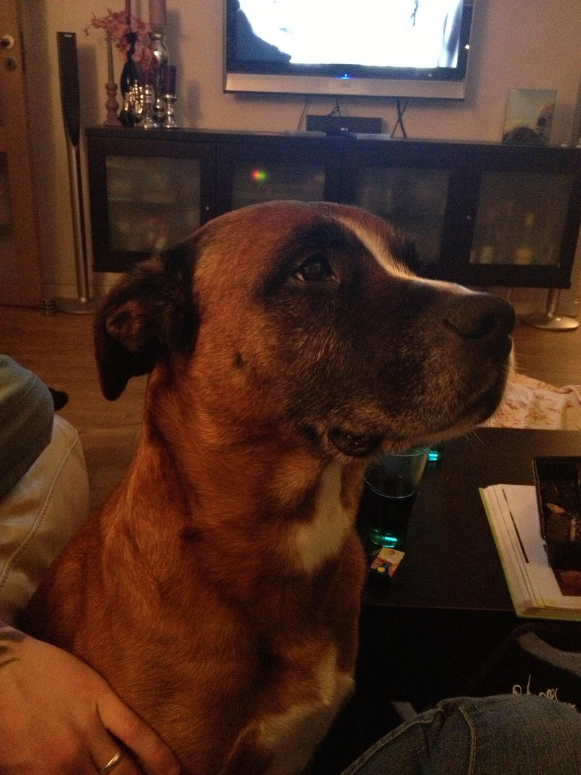 Blanding af racer Simba billede 9