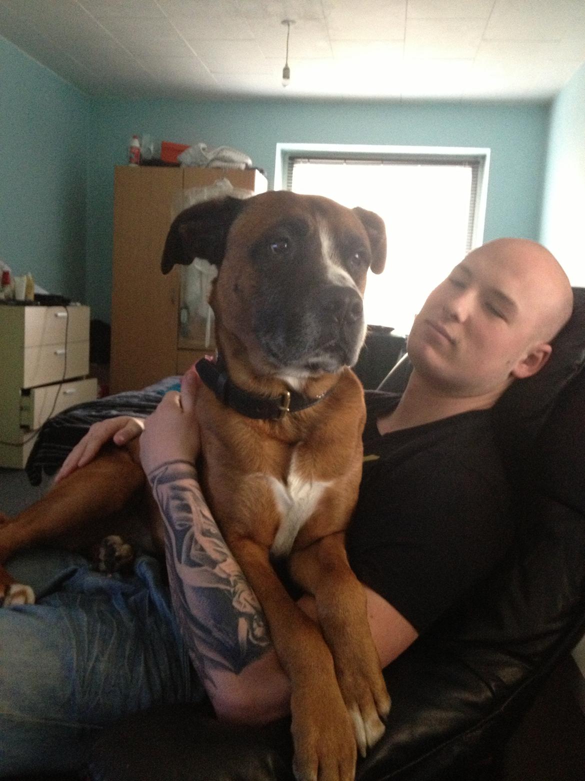 Blanding af racer Simba - Simba tror han er en lille hund :D billede 10