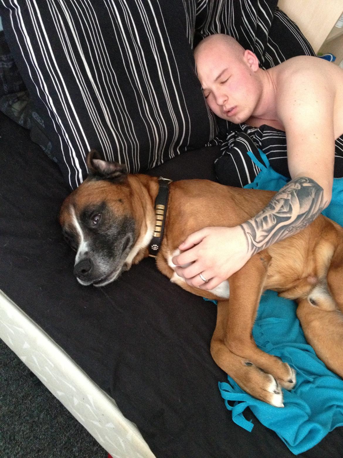 Blanding af racer Simba - Fars dreng billede 11