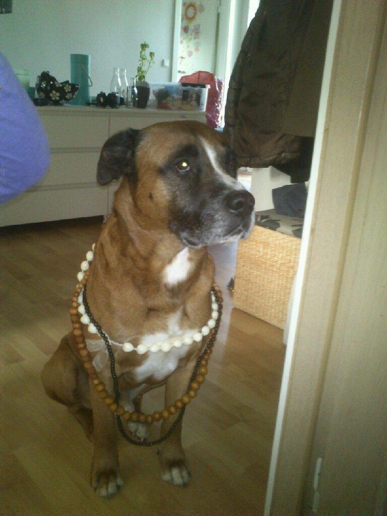 Blanding af racer Simba billede 12