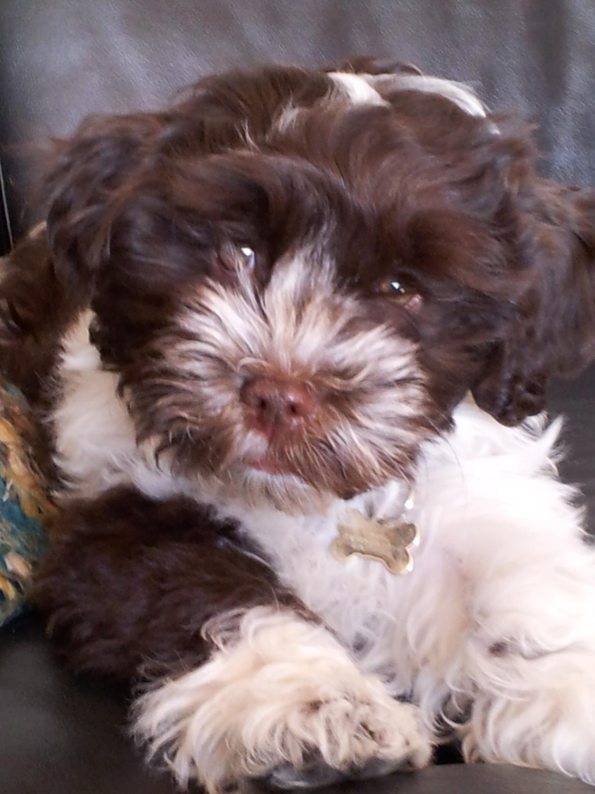 Bichon havanais Charlie billede 1