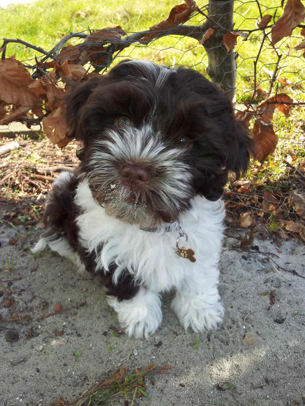 Bichon havanais Charlie billede 2