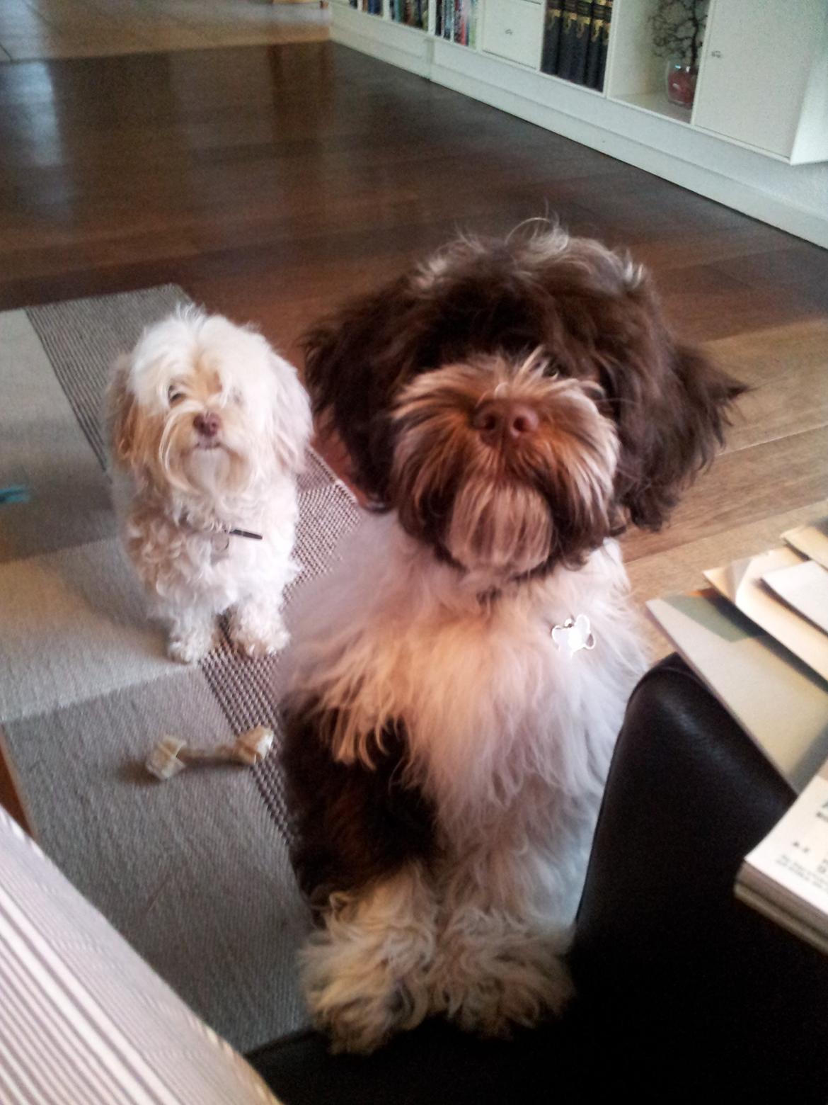 Bichon havanais Charlie billede 3