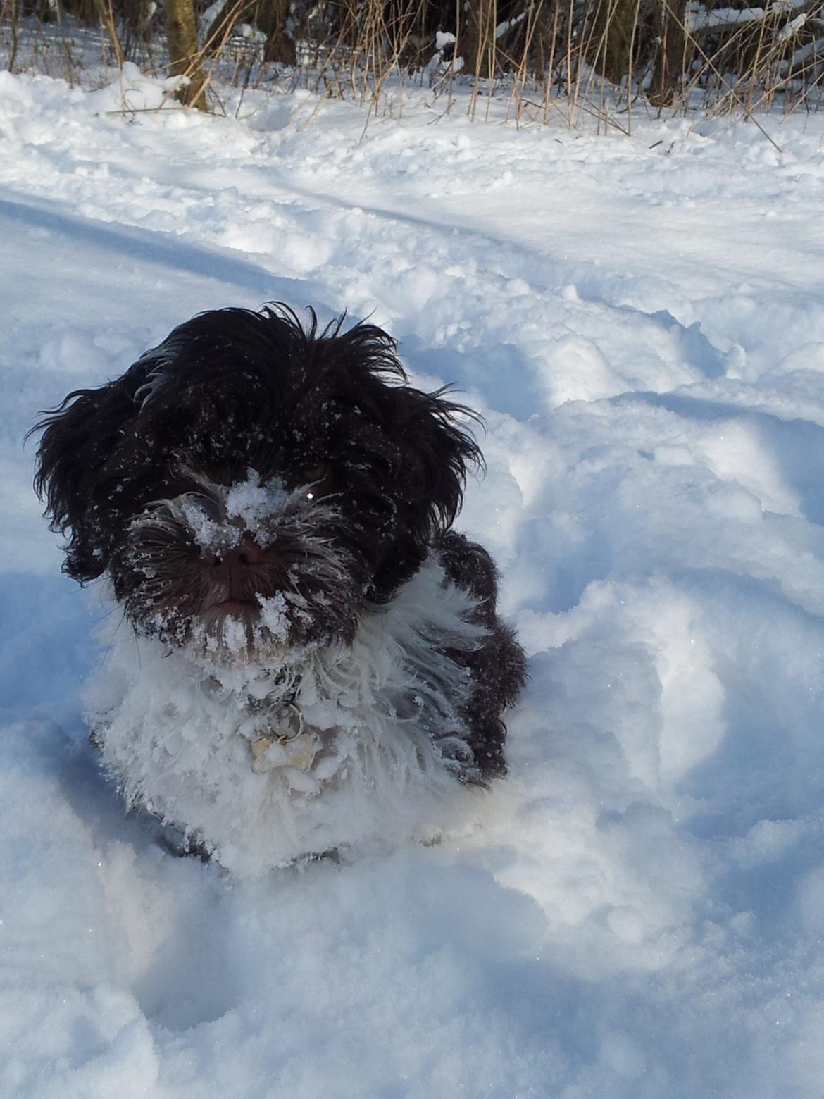 Bichon havanais Charlie billede 4