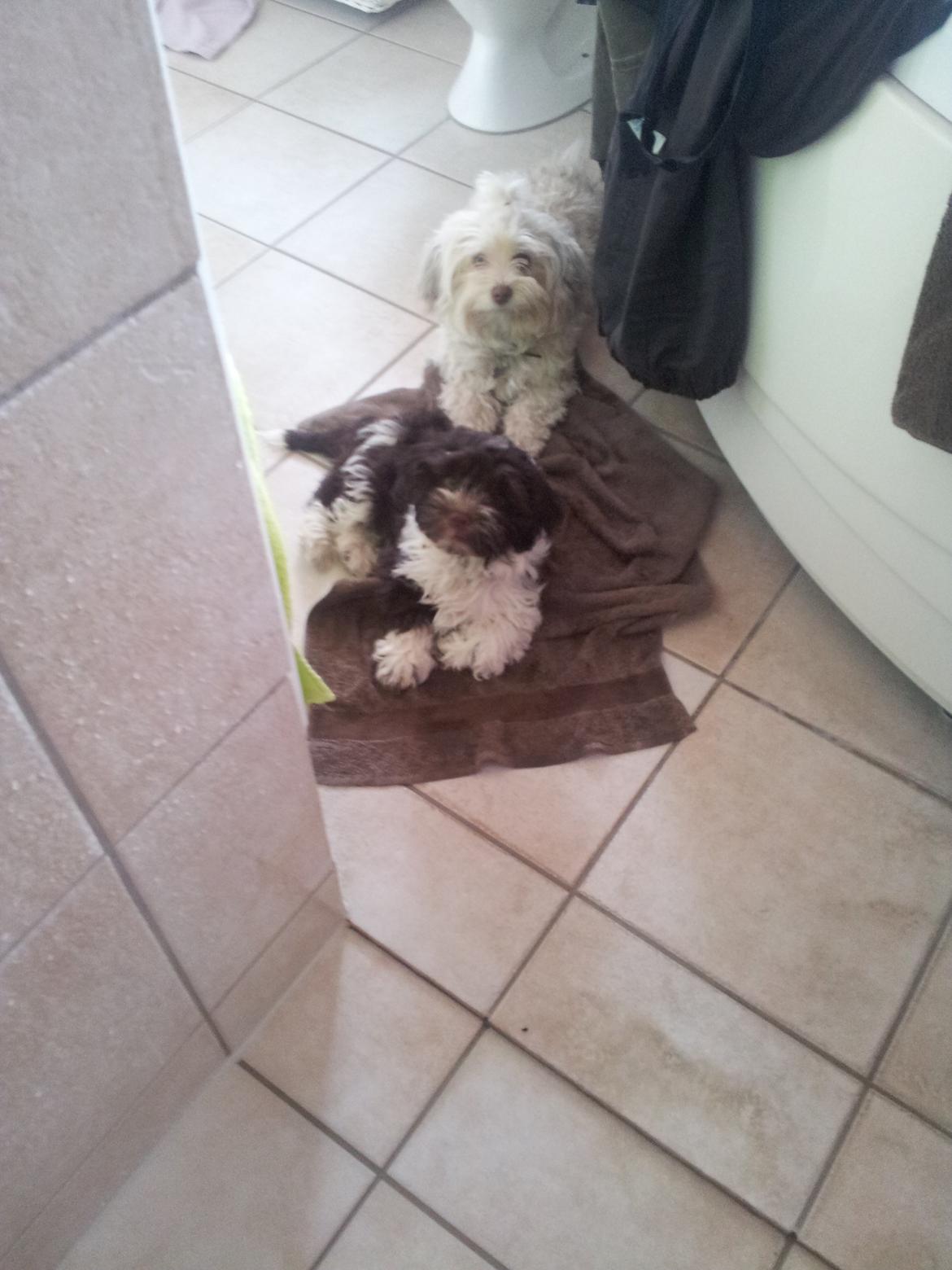 Bichon havanais Charlie billede 5