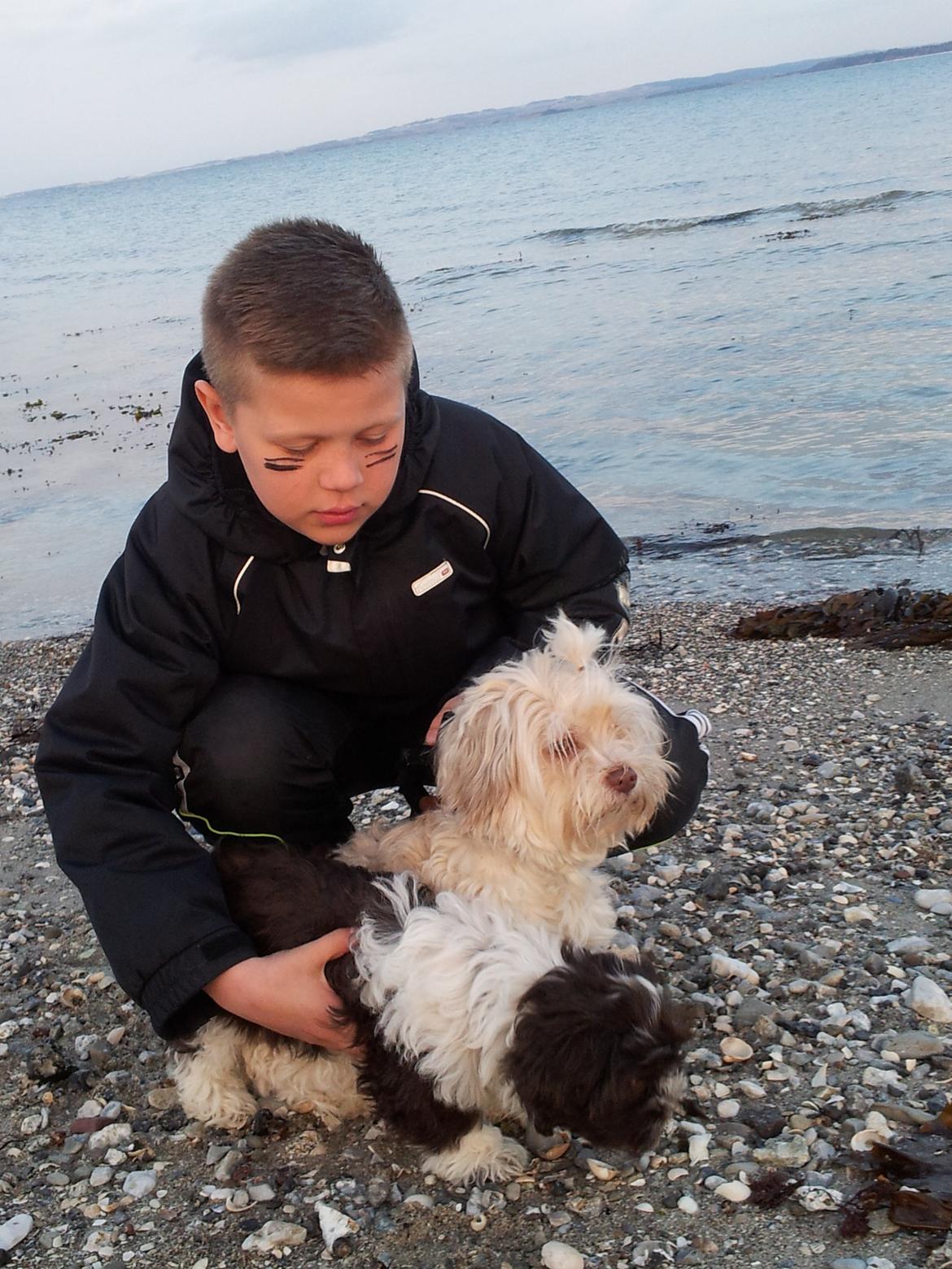 Bichon havanais Charlie billede 7